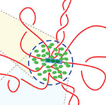 Un modèle inédit du mécanisme de ségrégation active des chromosomes bactériens